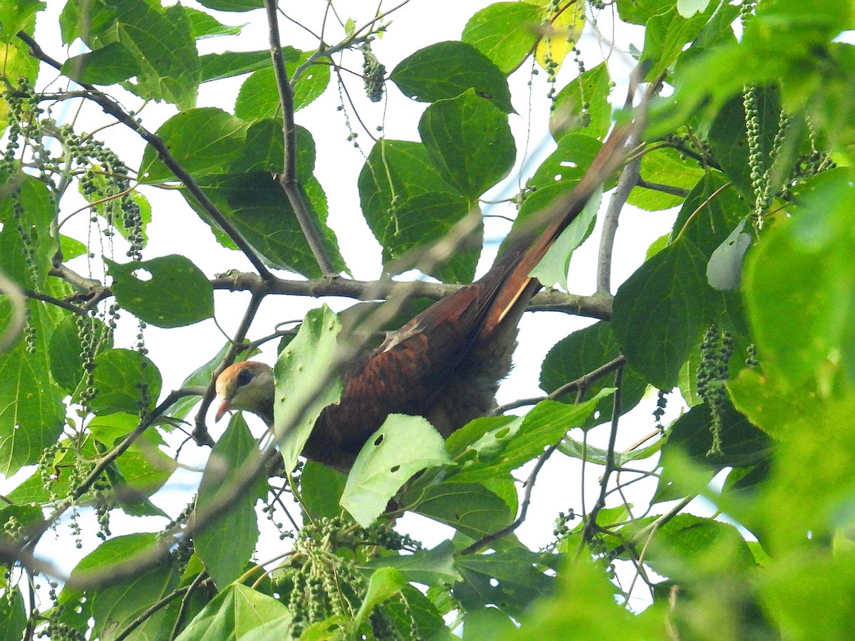 Sultan's Cuckoo-Dove (Sulawesi) - ML641784467
