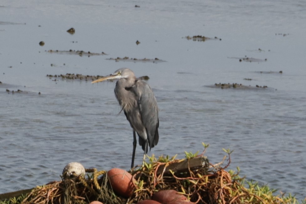 Western Reef-Heron - ML641784471
