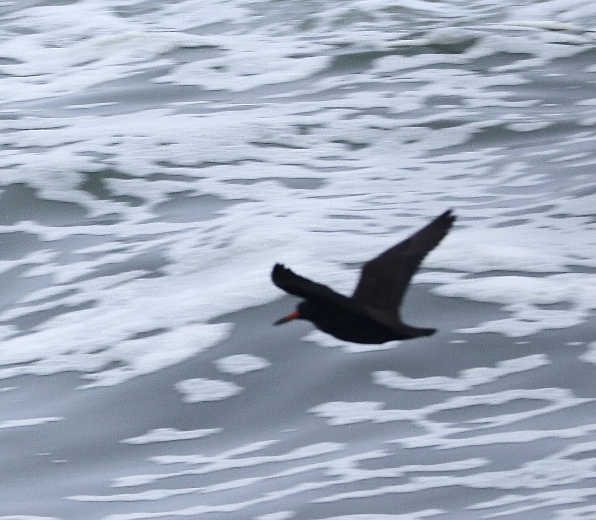 Black Oystercatcher - ML641784472