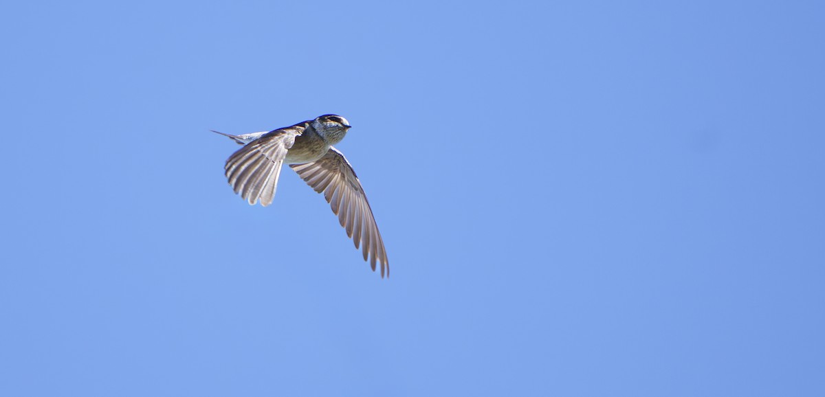 Tree Martin - ML641784507