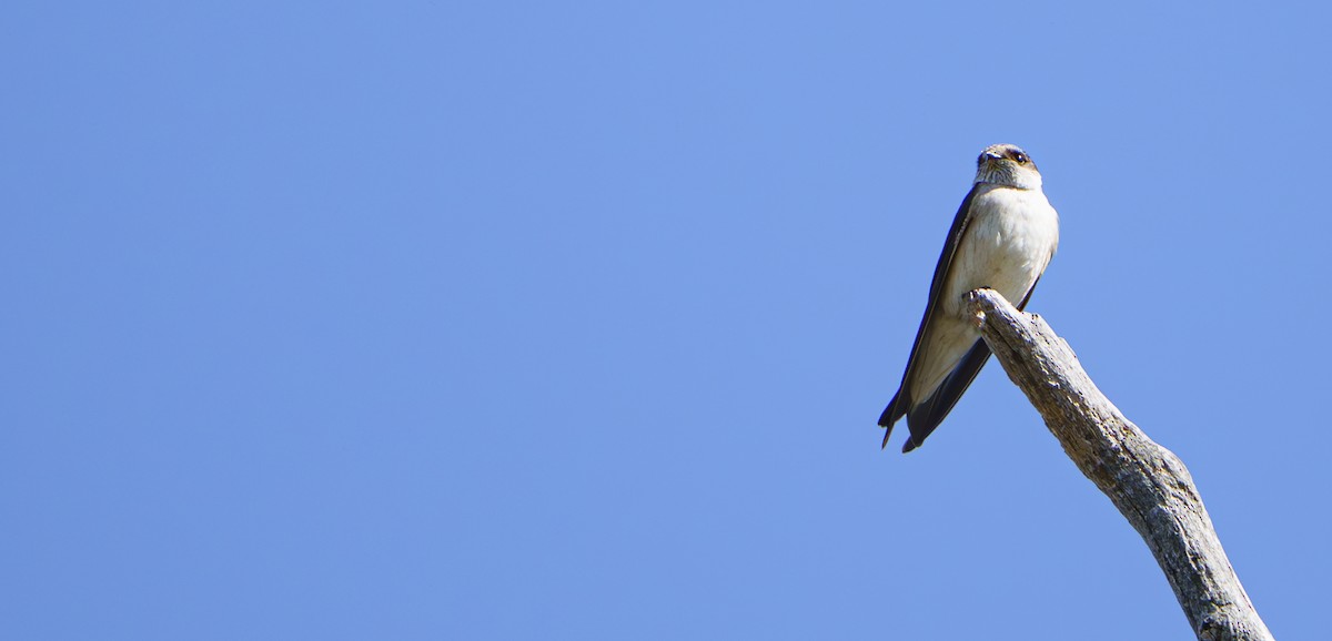 Tree Martin - ML641784508