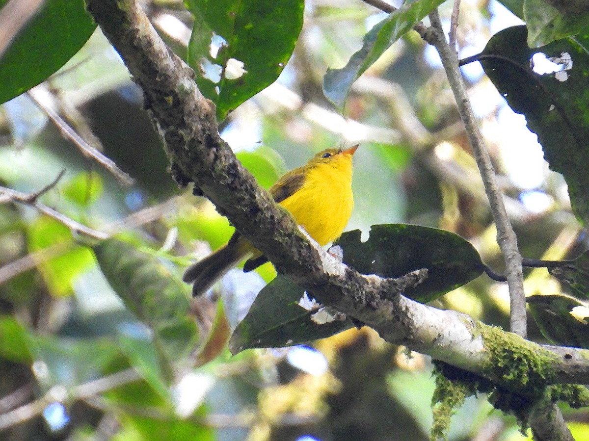 Gobemoustique canari - ML641784534