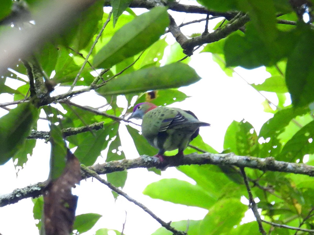 Superb Fruit-Dove (Western) - ML641784571