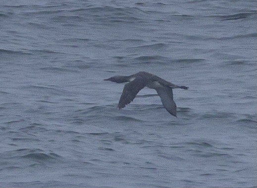 Red-throated Loon - ML641784595