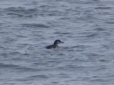 Common Loon - ML641784596