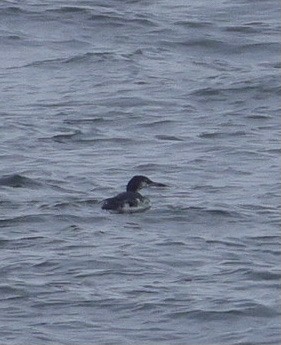 Common Loon - ML641784597