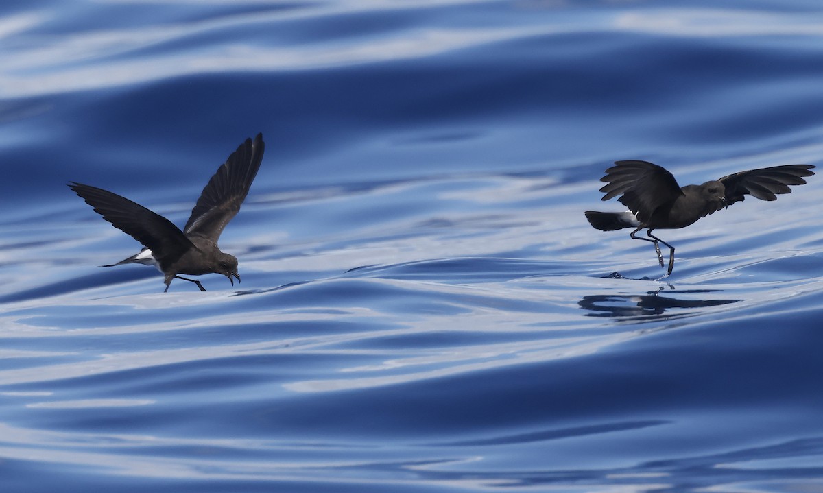 Wilson's Storm-Petrel - ML641784617