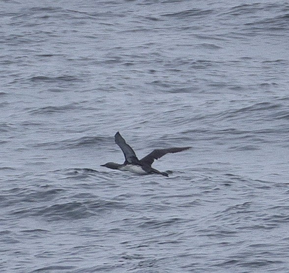 Red-throated Loon - ML641784630