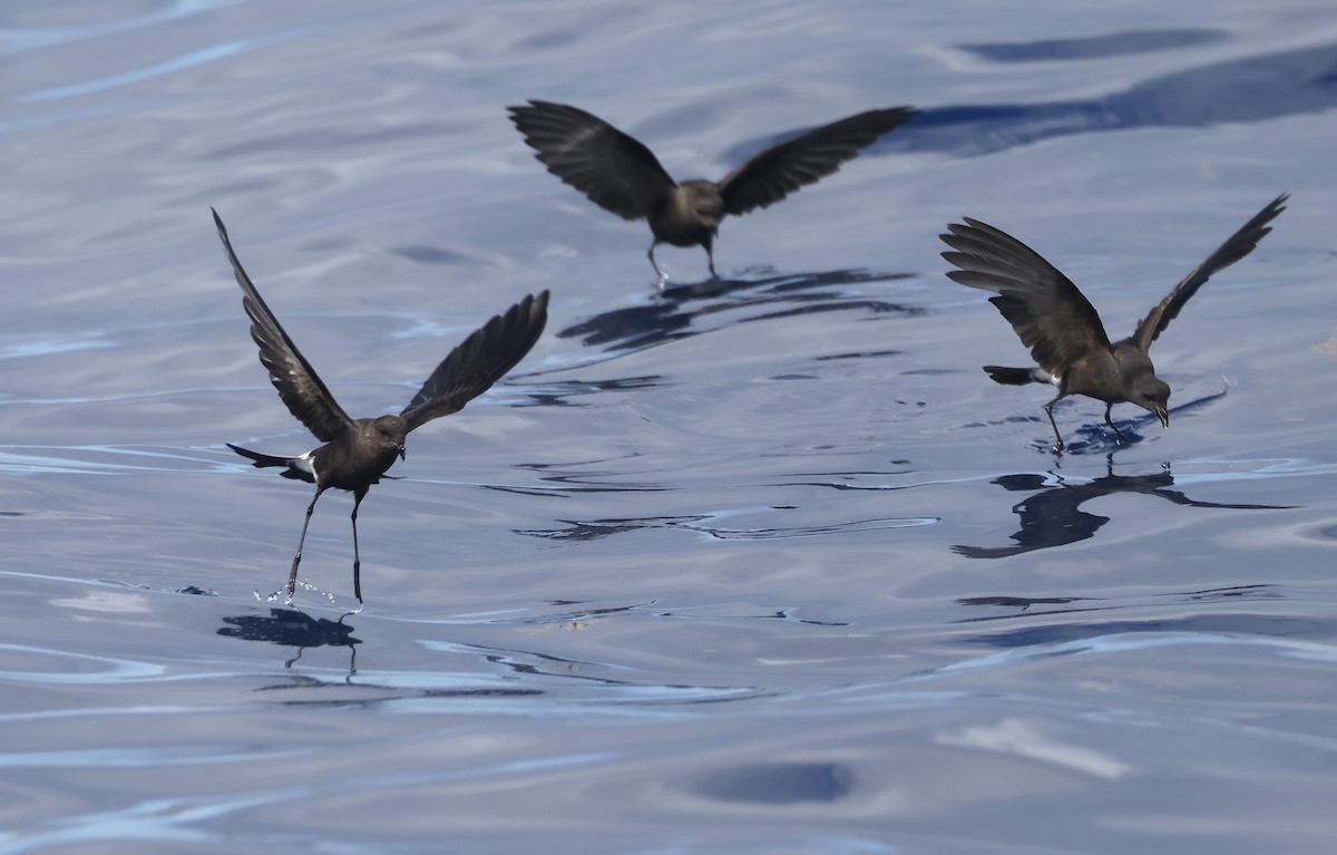 Wilson's Storm-Petrel - ML641784651