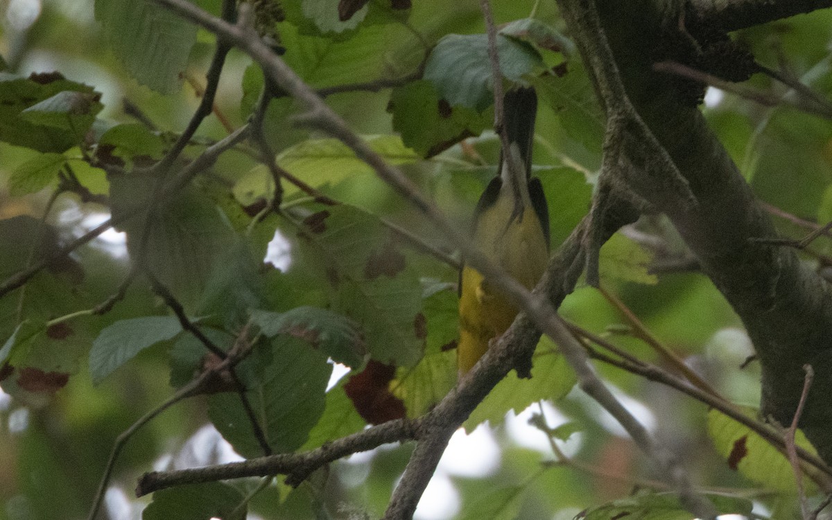 Canada Warbler - ML641784659