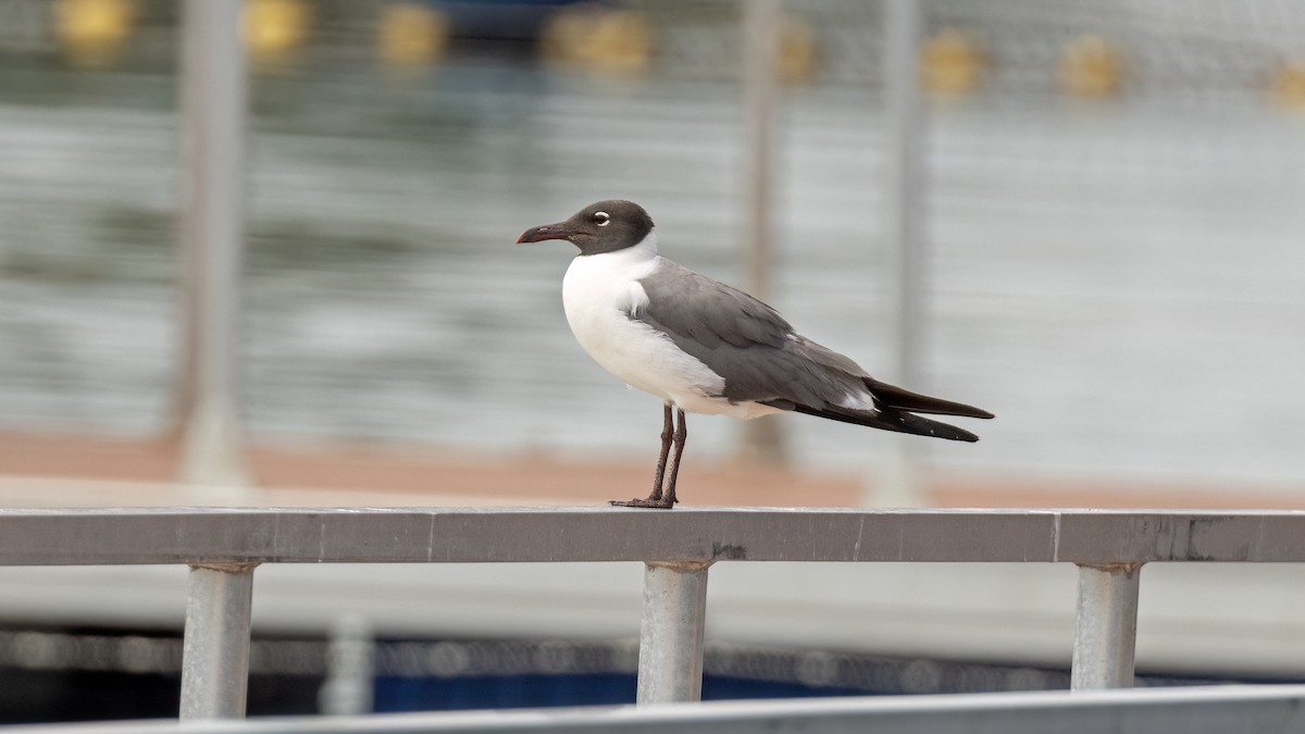 Antxeta mokogorri amerikarra - ML641784676