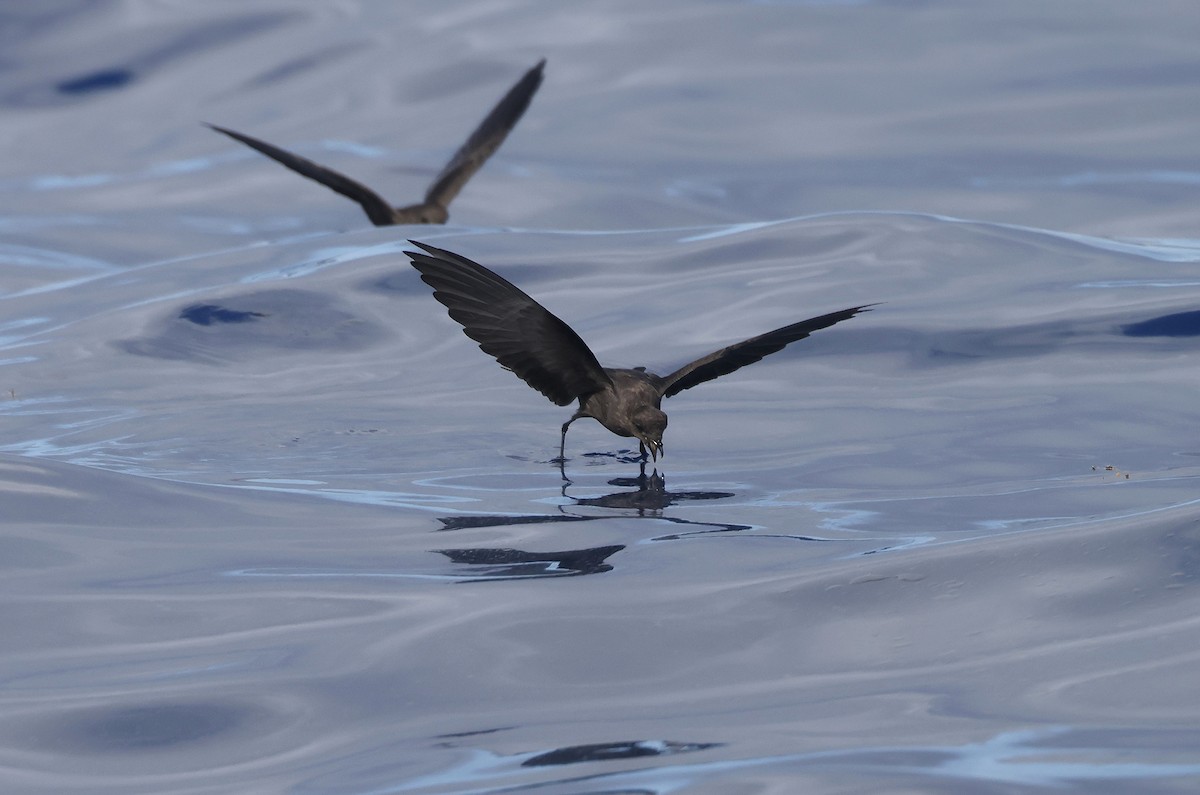 Wilson's Storm-Petrel - ML641784678