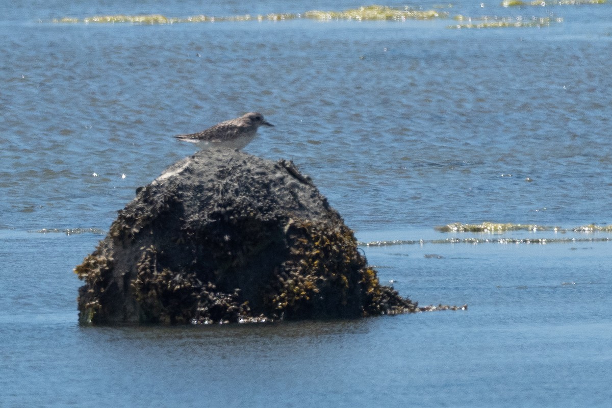 Black-bellied Plover - ML641784680