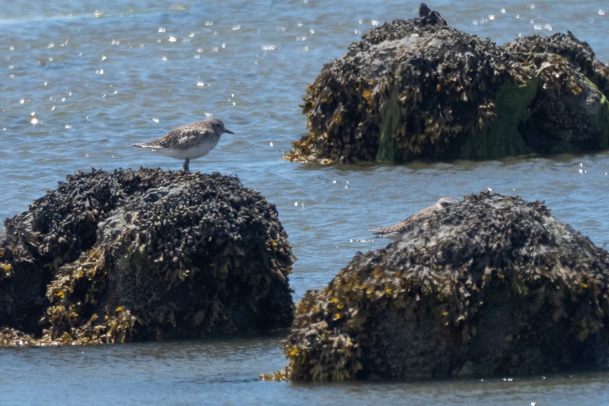 Black-bellied Plover - ML641784682