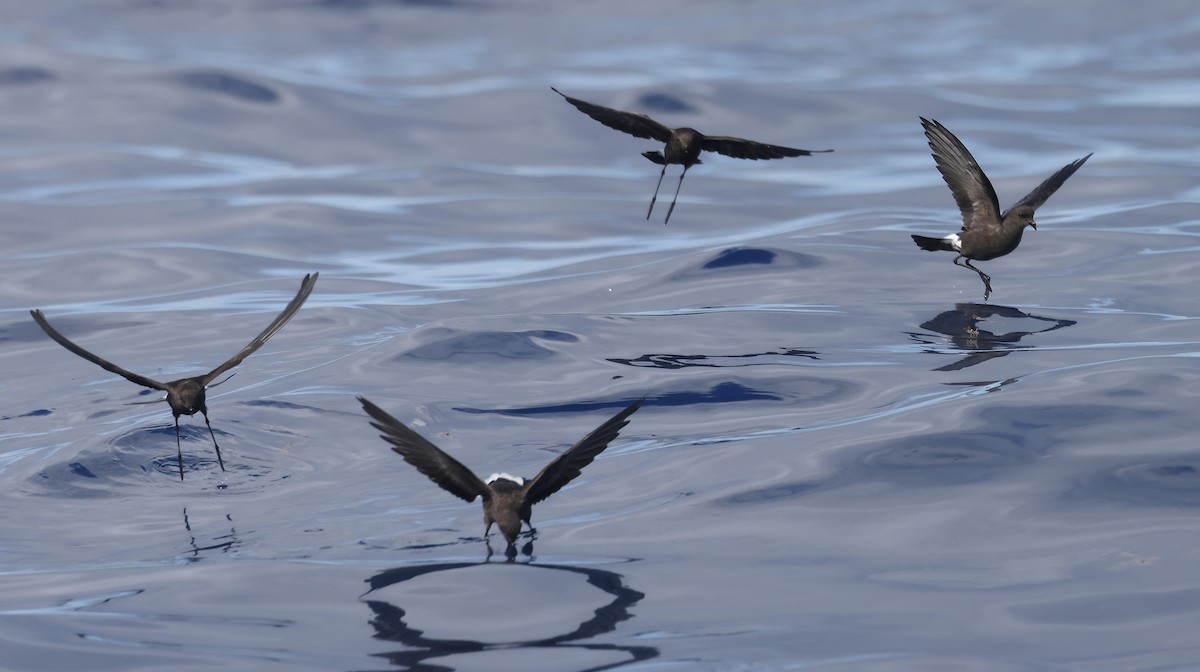 Wilson's Storm-Petrel - ML641784690