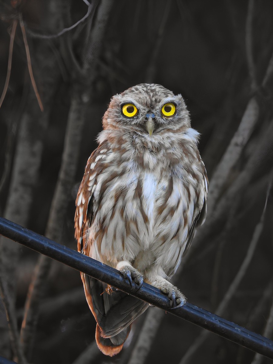 Little Owl - ML641784700