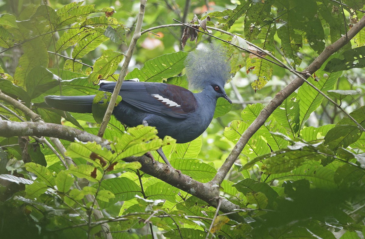 カンムリバト - ML641784705