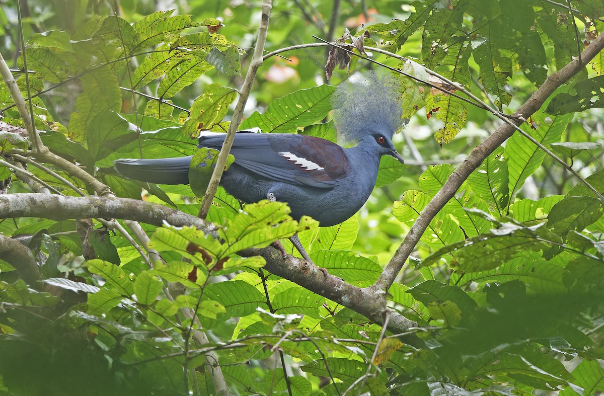 カンムリバト - ML641784706