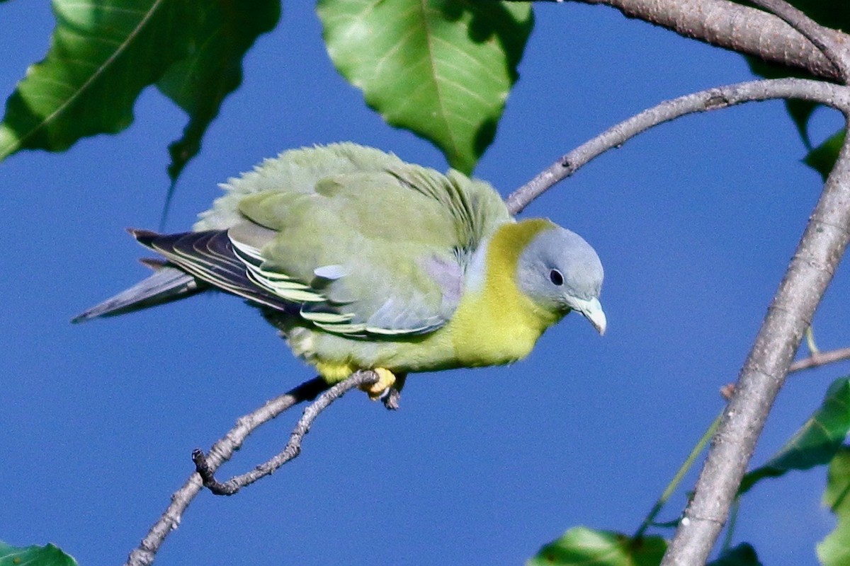 Vinago Patigualdo - ML641784713