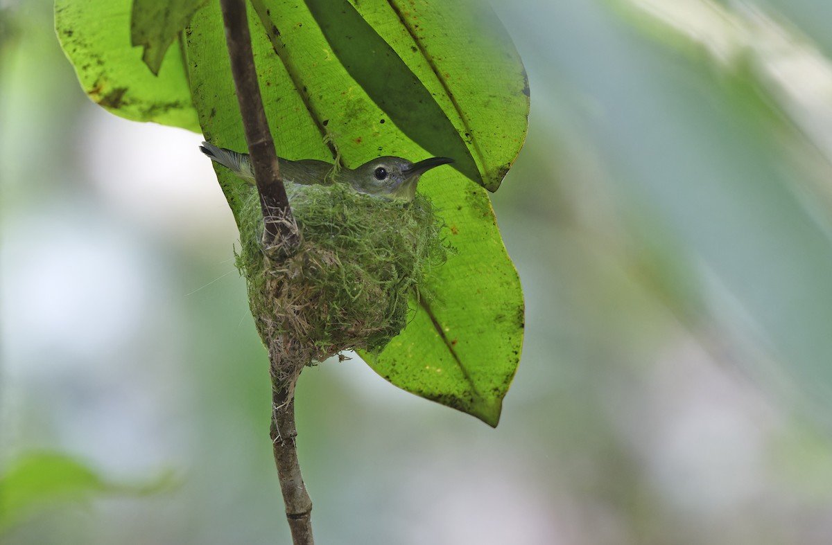 Spectacled Longbill - ML641784717