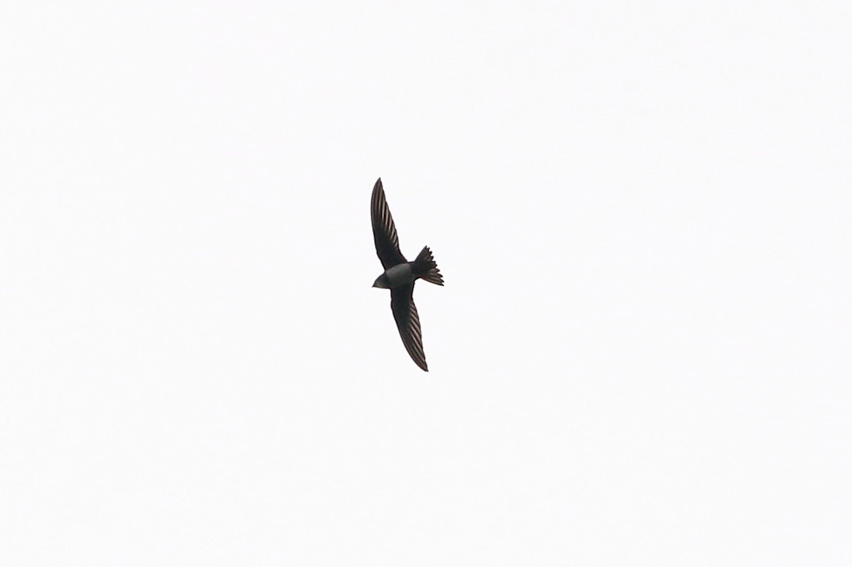 Alpine Swift - ML641784719