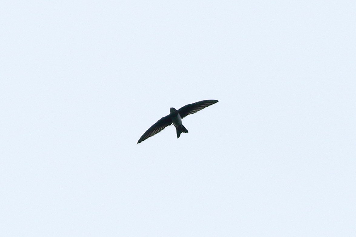 Alpine Swift - ML641784720