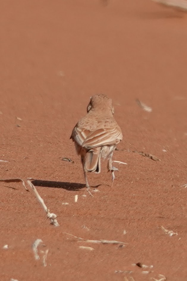 Dune Lark (Dune) - ML641784739
