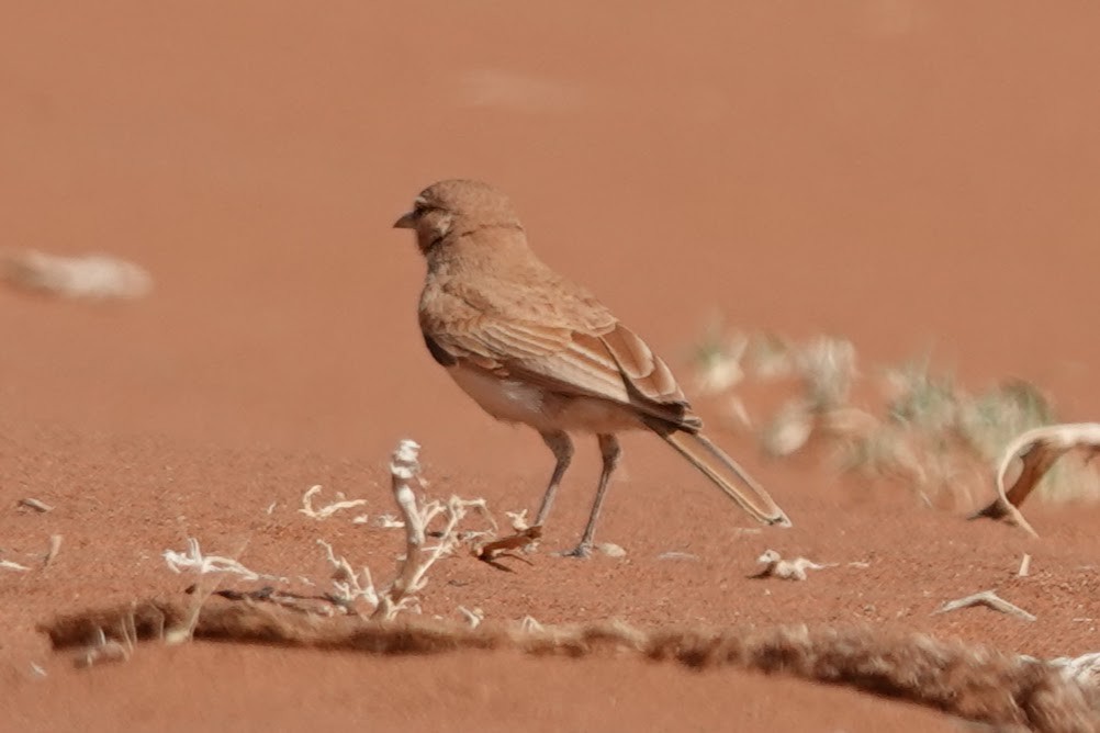 Dune Lark (Dune) - ML641784740
