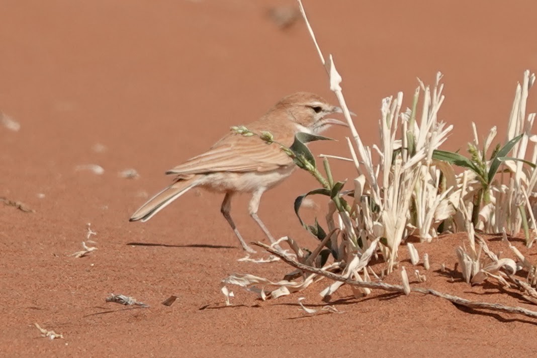 Dune Lark (Dune) - ML641784741