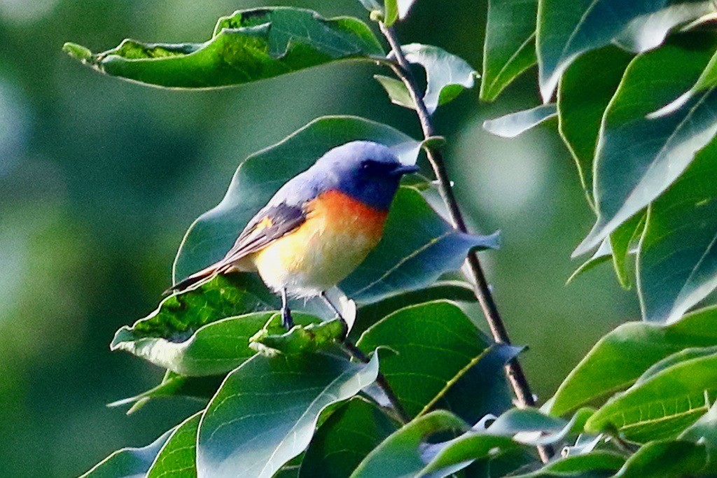 Small Minivet - ML641784743
