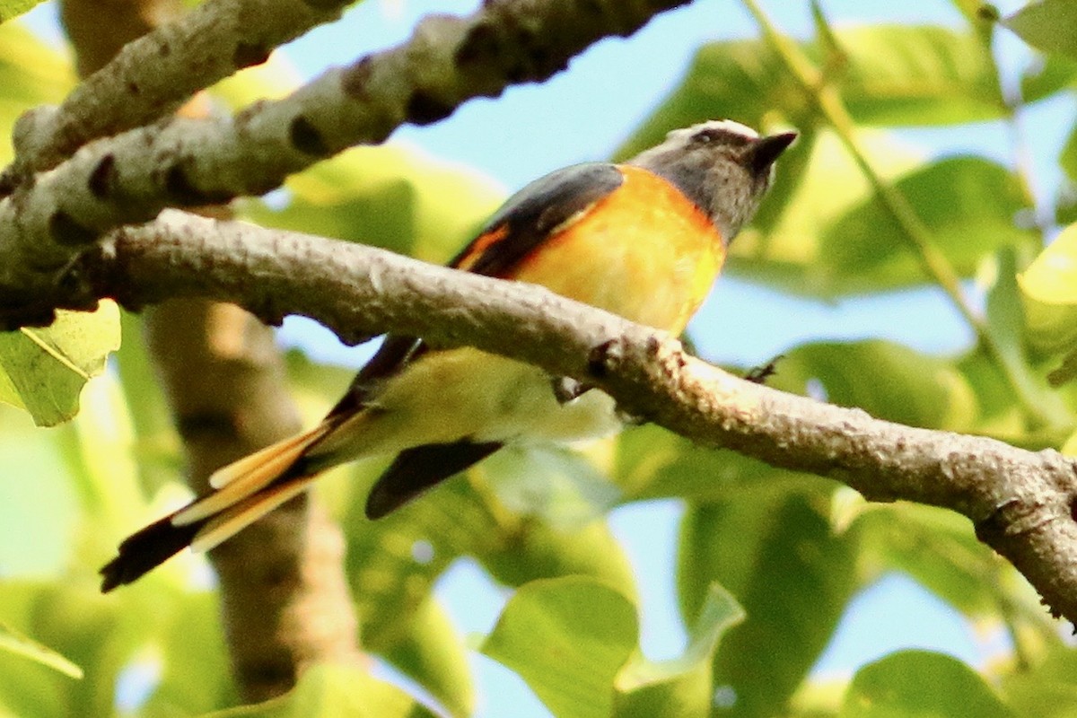 Small Minivet - ML641784744