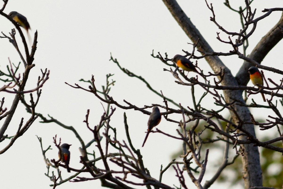 Small Minivet - ML641784745