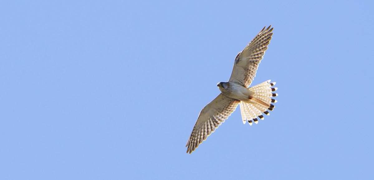 Nankeen Kestrel - ML641784755