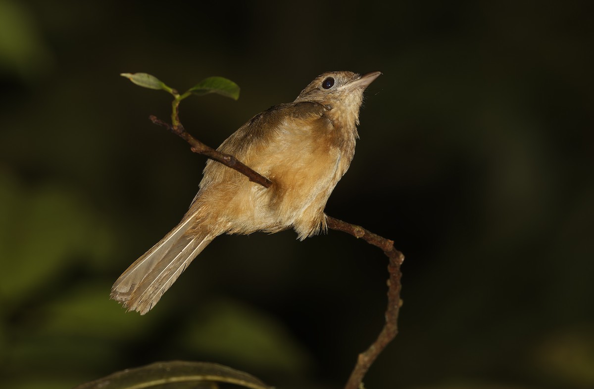 Arafura Shrikethrush - ML641784756