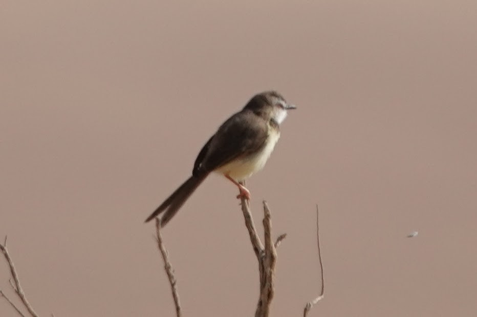 Black-chested Prinia - ML641784759