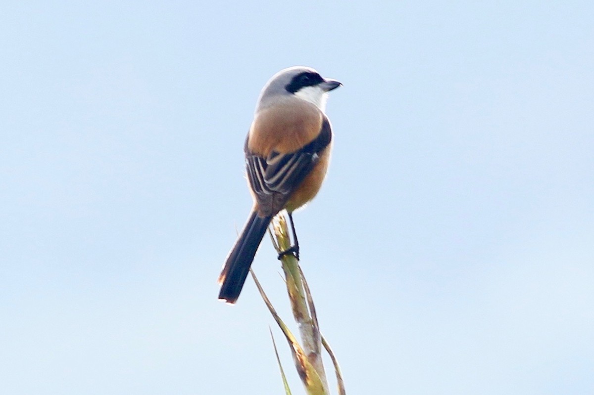 Сорокопуд довгохвостий (підвид erythronotus/caniceps) - ML641784760