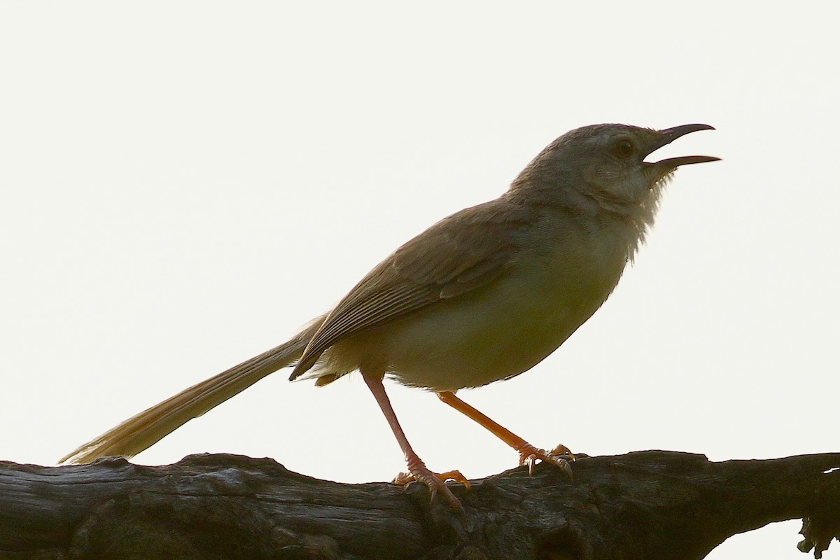 Jungle Prinia - ML641784769