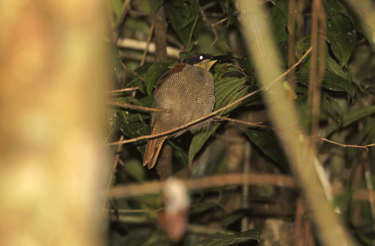 Magnificent Riflebird - ML641784775