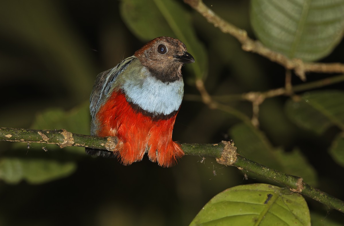 Papuan Pitta - ML641784776