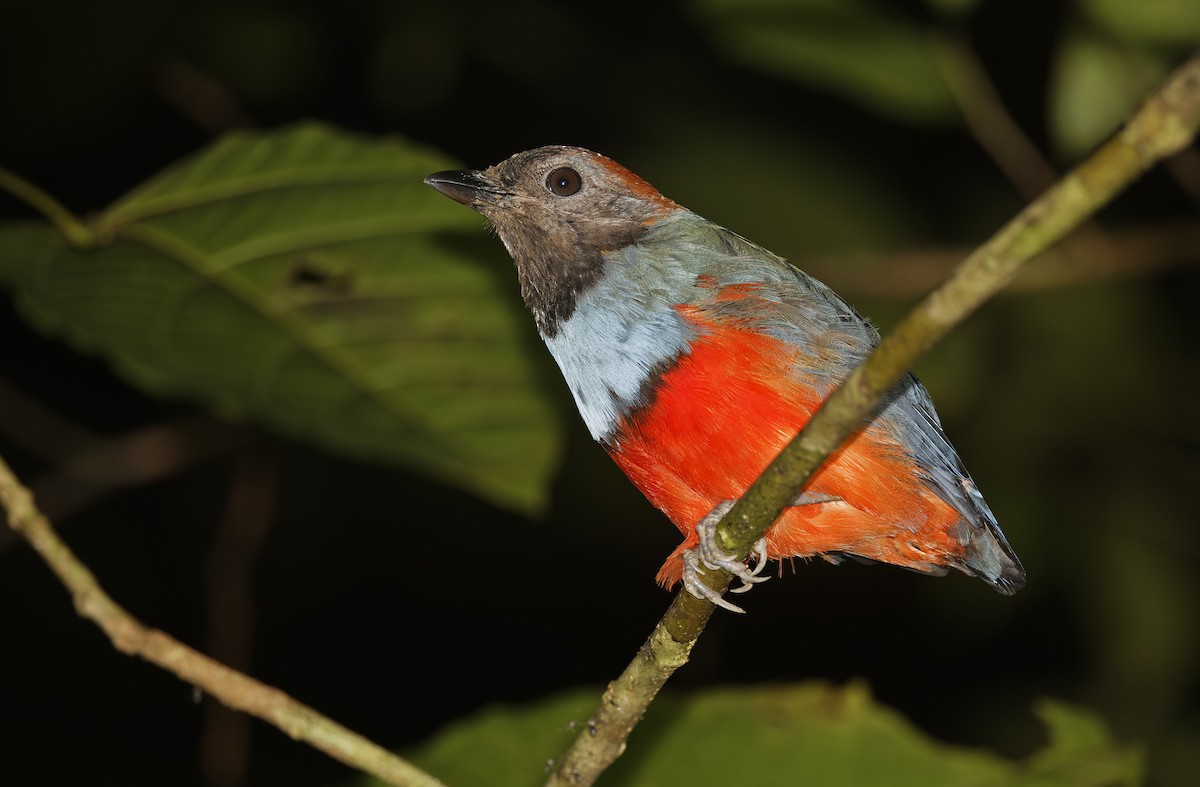 Papuan Pitta - ML641784777
