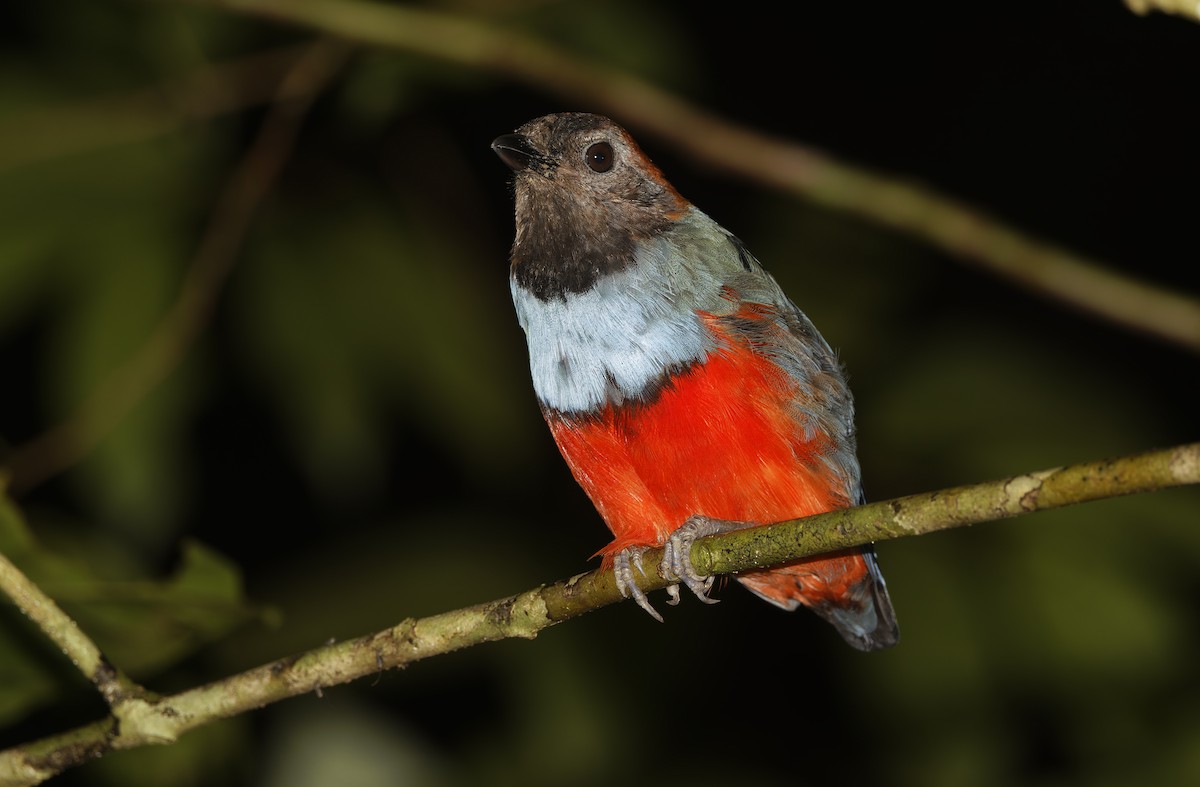 Papuan Pitta - ML641784778
