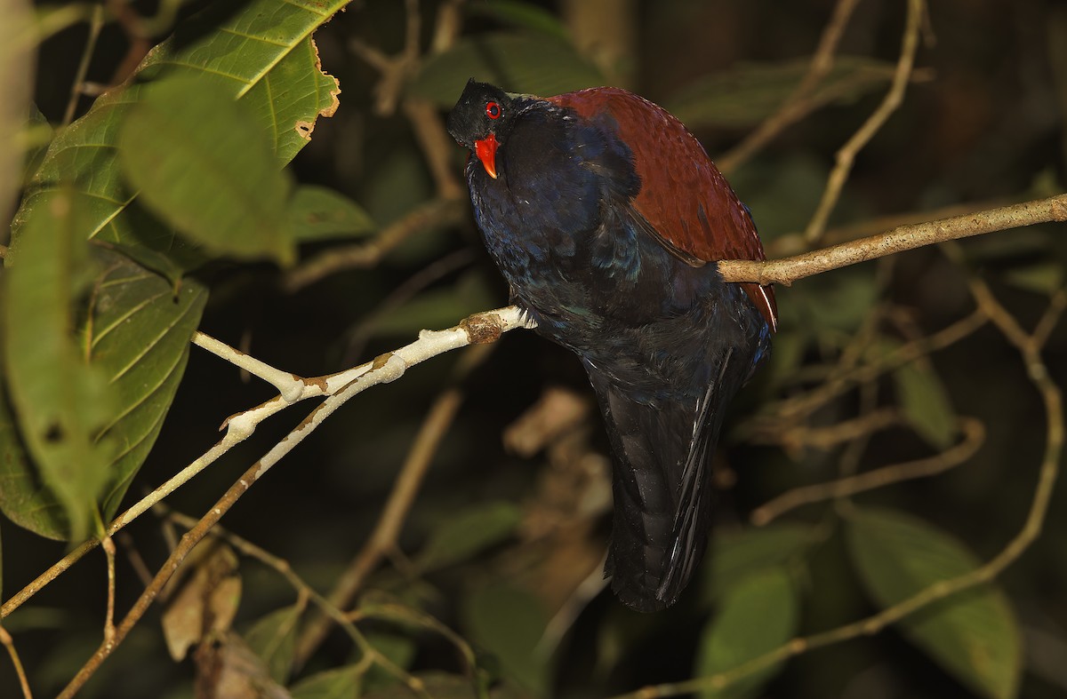 Pheasant Pigeon - ML641784781