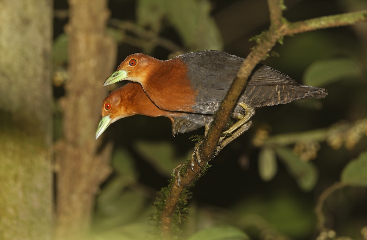 Red-necked Crake - ML641784782