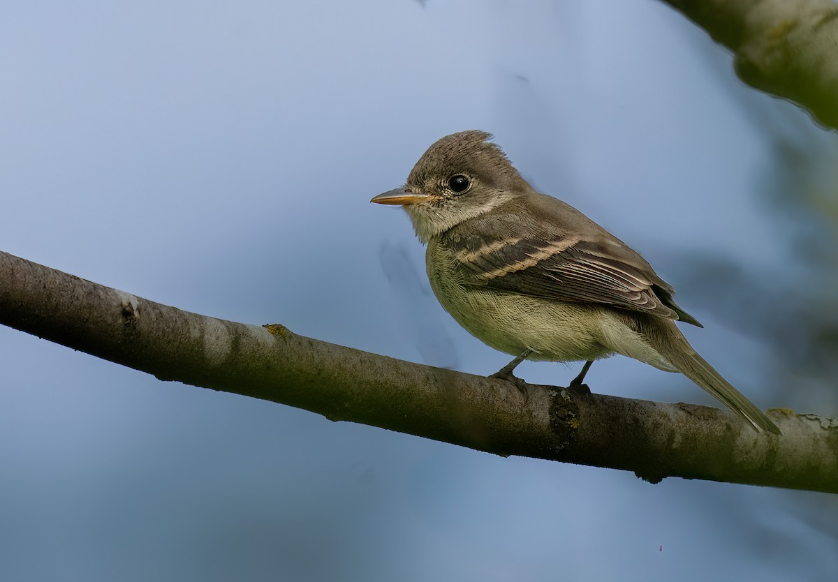 Willow Flycatcher - ML641784792