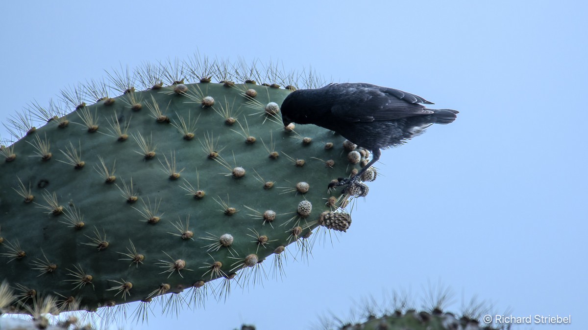 Common Cactus-Finch - ML641784794
