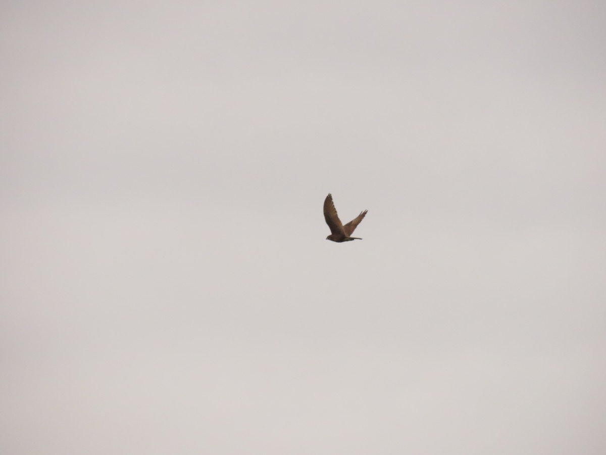 Uzun Bacaklı Doğan - ML641784796