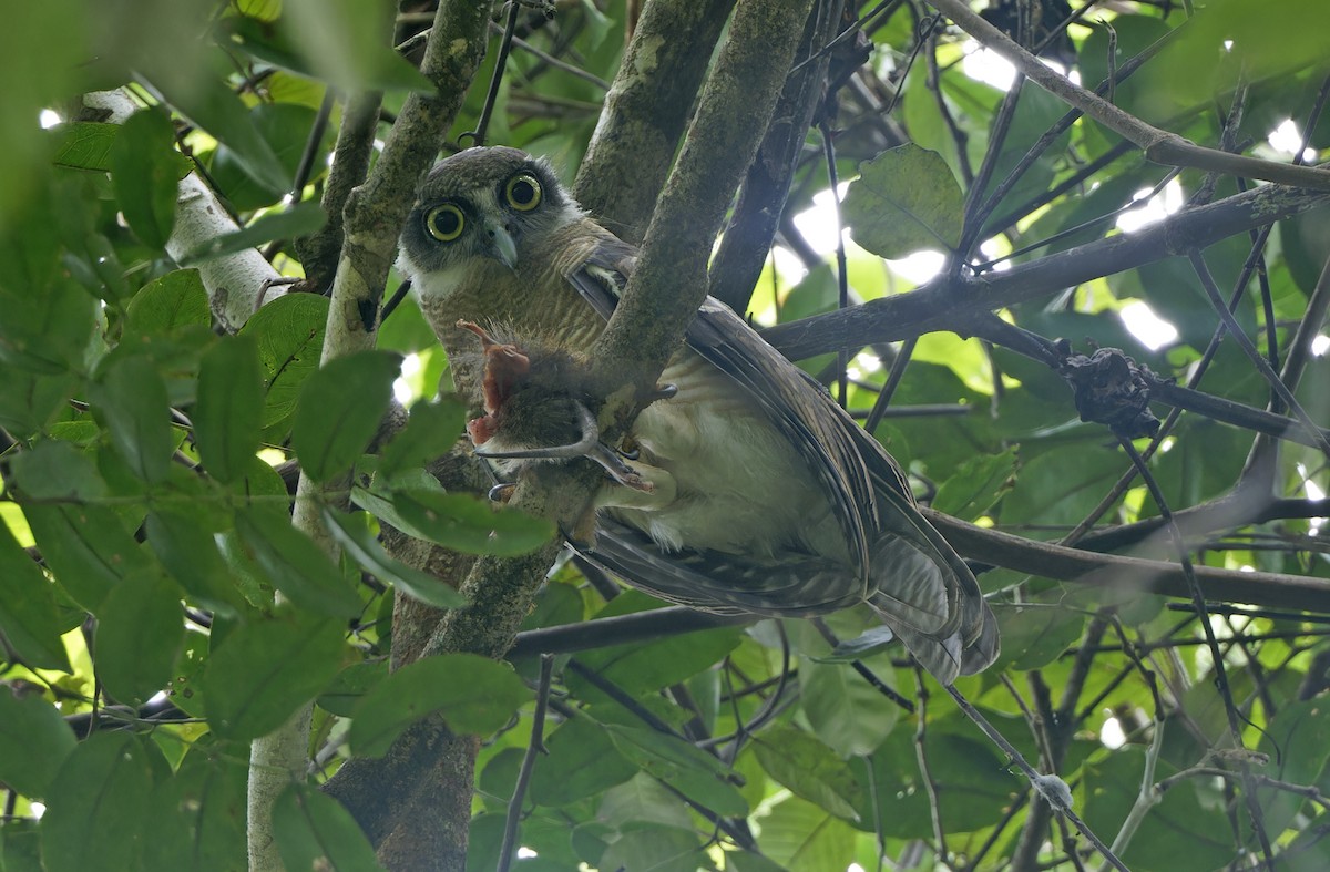 Rufous Owl - ML641784821