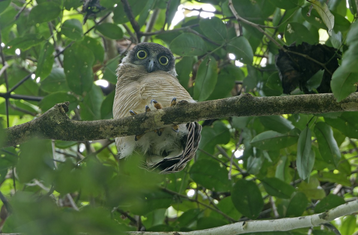 Rufous Owl - ML641784822