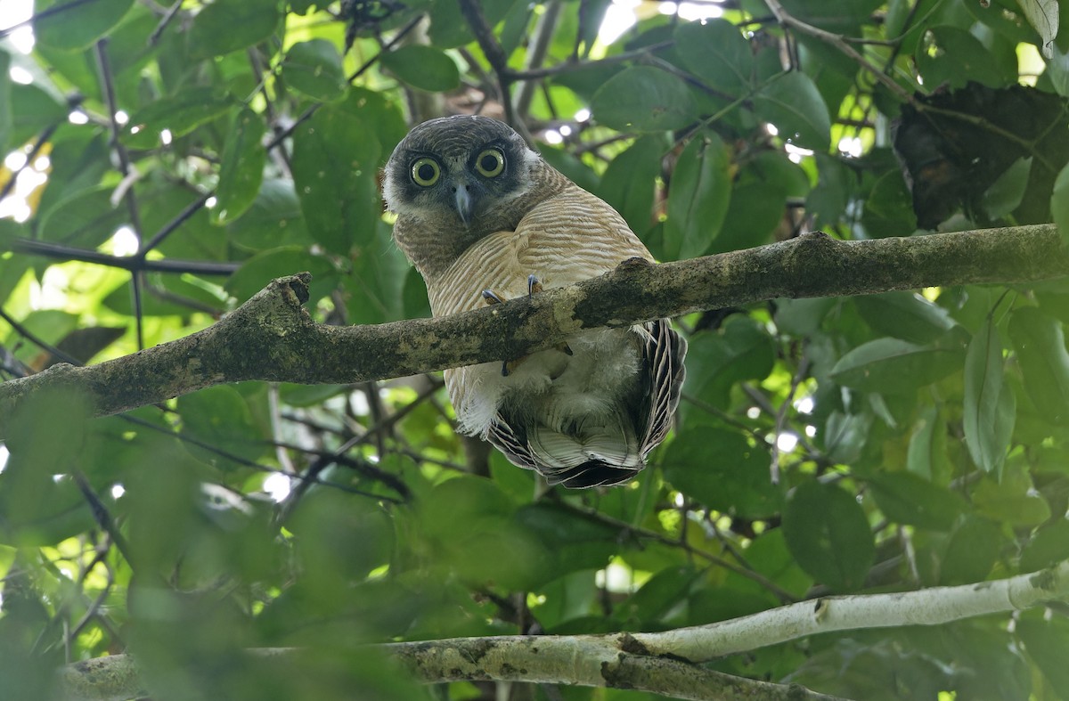 Rufous Owl - ML641784823
