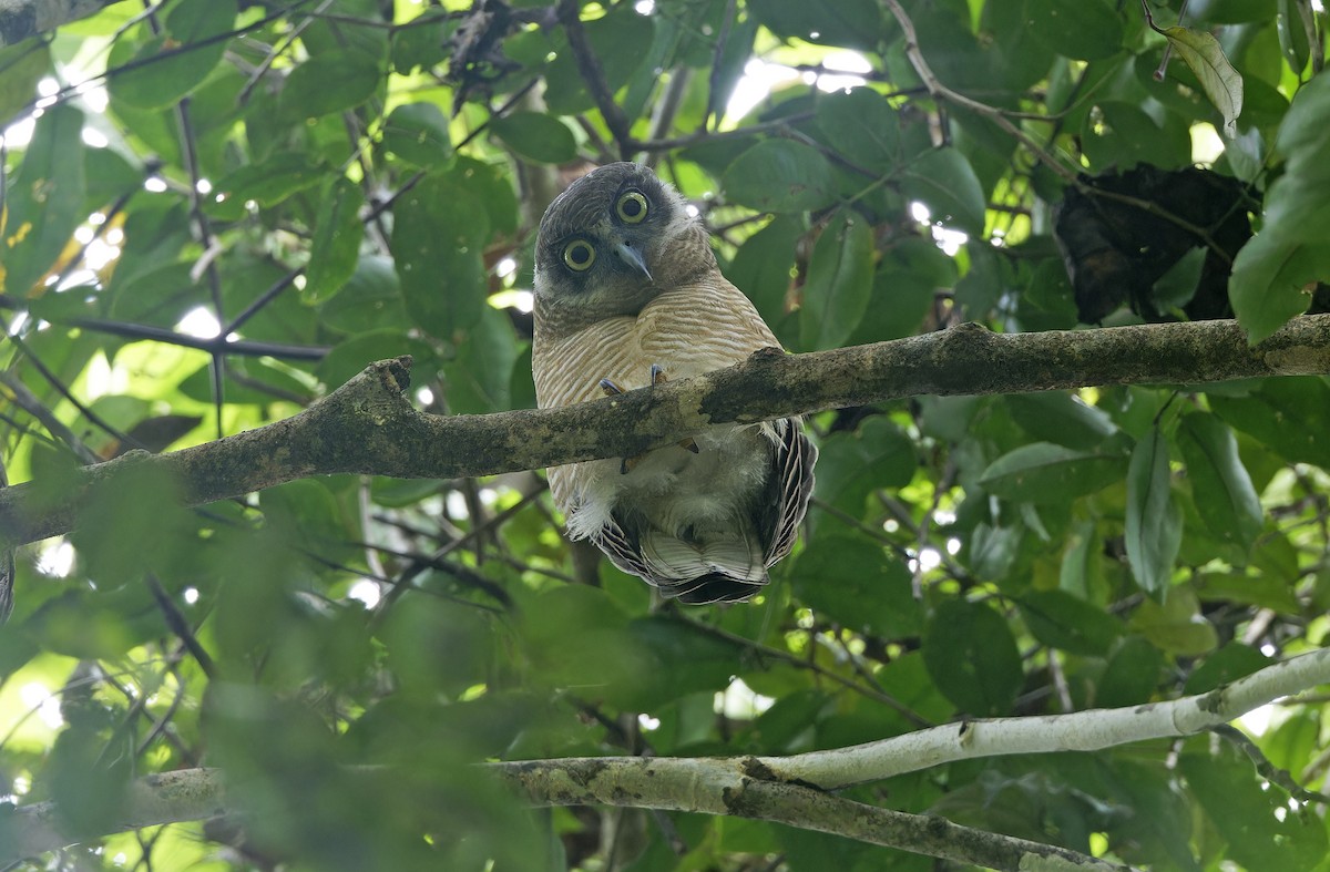 Rufous Owl - ML641784825